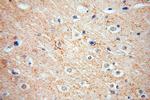 RIC8B Antibody in Immunohistochemistry (Paraffin) (IHC (P))