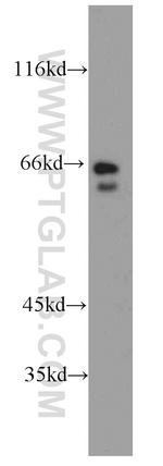 RIC8B Antibody in Western Blot (WB)