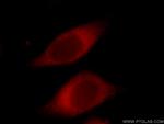 NOMO1 Antibody in Immunocytochemistry (ICC/IF)