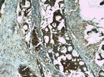 NOMO1 Antibody in Immunohistochemistry (Paraffin) (IHC (P))