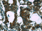 NOMO1 Antibody in Immunohistochemistry (Paraffin) (IHC (P))