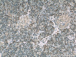 NOMO1 Antibody in Immunohistochemistry (Paraffin) (IHC (P))