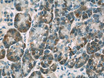NOMO1 Antibody in Immunohistochemistry (Paraffin) (IHC (P))