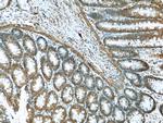 NOMO1 Antibody in Immunohistochemistry (Paraffin) (IHC (P))