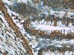 NOMO1 Antibody in Immunohistochemistry (Paraffin) (IHC (P))