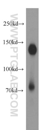 NOMO1 Antibody in Western Blot (WB)