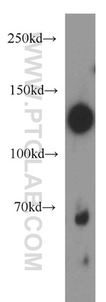 NOMO1 Antibody in Western Blot (WB)