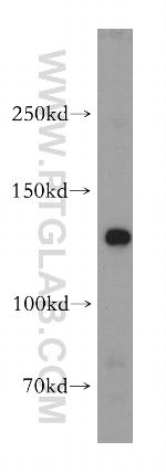 NOMO1 Antibody in Western Blot (WB)