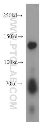 NOMO1 Antibody in Western Blot (WB)