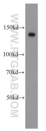 NOMO1 Antibody in Western Blot (WB)