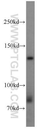 NOMO1 Antibody in Western Blot (WB)
