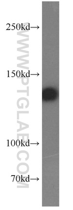 NOMO1 Antibody in Western Blot (WB)