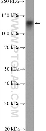 NOMO1 Antibody in Western Blot (WB)