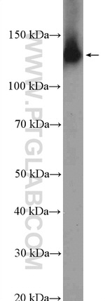 NOMO1 Antibody in Western Blot (WB)