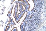 LCN15 Antibody in Immunohistochemistry (Paraffin) (IHC (P))