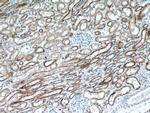 ANT1/2 Antibody in Immunohistochemistry (Paraffin) (IHC (P))
