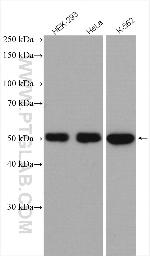 GORAB Antibody in Western Blot (WB)