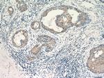 VCPIP1 Antibody in Immunohistochemistry (Paraffin) (IHC (P))