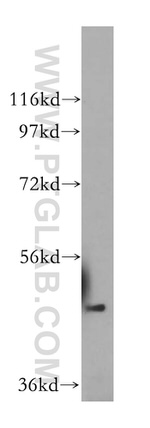 FBXO3 Antibody in Western Blot (WB)