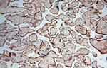 Calumenin Antibody in Immunohistochemistry (Paraffin) (IHC (P))