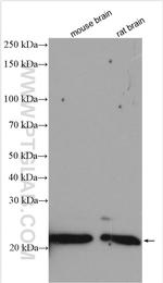 TC10 Antibody in Western Blot (WB)