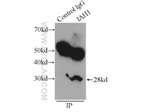 IAH1 Antibody in Immunoprecipitation (IP)