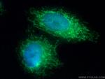 COQ10A Antibody in Immunocytochemistry (ICC/IF)
