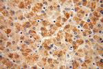 COQ10A Antibody in Immunohistochemistry (Paraffin) (IHC (P))