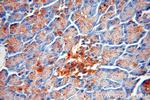 PRPSAP2 Antibody in Immunohistochemistry (Paraffin) (IHC (P))
