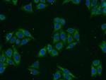 Syntaxin 17 Antibody in Immunocytochemistry (ICC/IF)