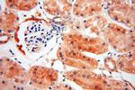 RABL2A Antibody in Immunohistochemistry (Paraffin) (IHC (P))