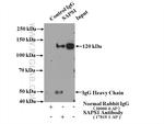 SAPS1 Antibody in Immunoprecipitation (IP)
