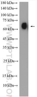 SLC22A14 Antibody in Western Blot (WB)