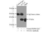TCEA1 Antibody in Immunoprecipitation (IP)