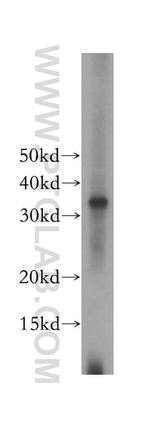 TCEA1 Antibody in Western Blot (WB)