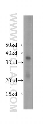 TCEA1 Antibody in Western Blot (WB)