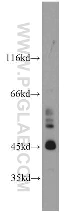 SPERT Antibody in Western Blot (WB)