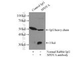 SPDYA Antibody in Immunoprecipitation (IP)