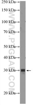 SPDYA Antibody in Western Blot (WB)