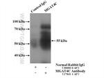 MGAT4C Antibody in Immunoprecipitation (IP)