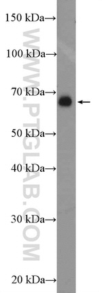 P2RX3 Antibody in Western Blot (WB)