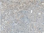 TNFSF8 Antibody in Immunohistochemistry (Paraffin) (IHC (P))