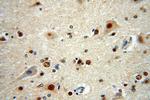 RANBP3L Antibody in Immunohistochemistry (Paraffin) (IHC (P))