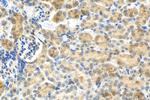 RANBP3L Antibody in Immunohistochemistry (Paraffin) (IHC (P))