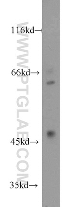 RANBP3L Antibody in Western Blot (WB)
