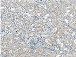 LMAN2L Antibody in Immunohistochemistry (Paraffin) (IHC (P))