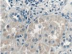 LMAN2L Antibody in Immunohistochemistry (Paraffin) (IHC (P))
