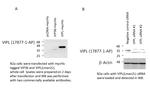 LMAN2L Antibody in Western Blot (WB)