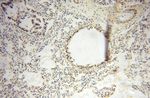 CAMSAP2 Antibody in Immunohistochemistry (Paraffin) (IHC (P))