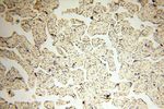 CAMSAP2 Antibody in Immunohistochemistry (Paraffin) (IHC (P))